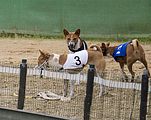 Basenji KSM Muenster 2014 (1012)